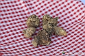 VBS_5520 - 10.ma Fiera Nazionale del Tartufo e Fiera dei Santi